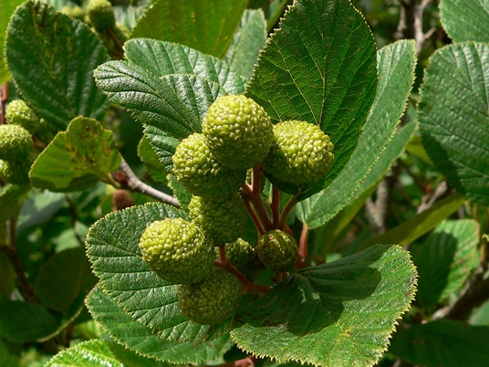 {Alnus viridis ssp. crispa}